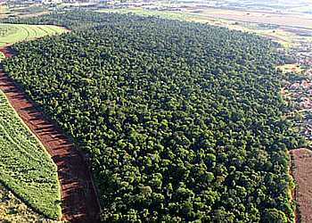 Mata Santa Genebra preserva fauna, flora e história de Campinas